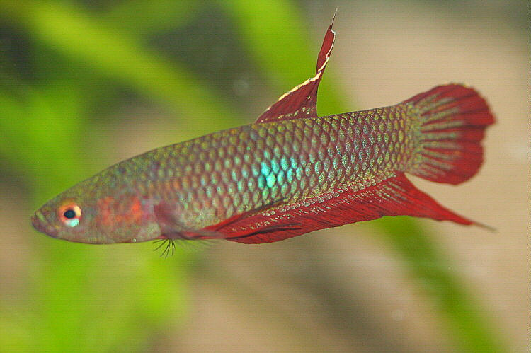 Betta coccina